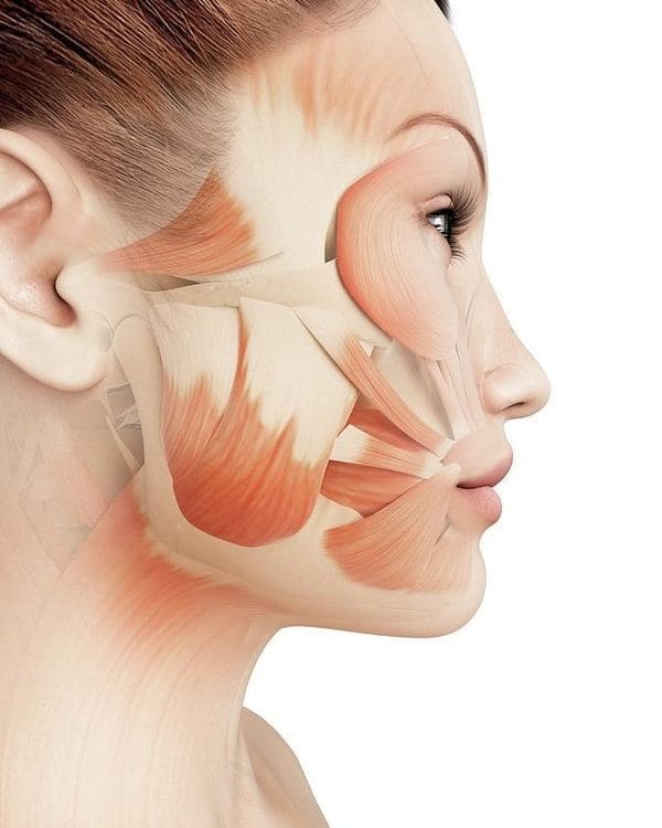 Anatomija lica - Ultrazvučni SMAS lifting